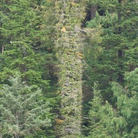 Columnar Yellow Cedar