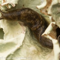 Slug on Lichen