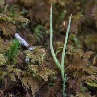 <em>Cladonia sp</em> among Stairstep Moss (<em>Hylocomium splendens</em>)