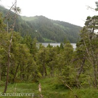 Cedar Forest between Rezanof and Khvostof Lake