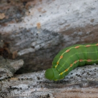 Galium Hawkmoth Caterpillar