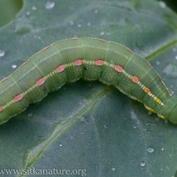 Galium Hawkmoth Caterpillar