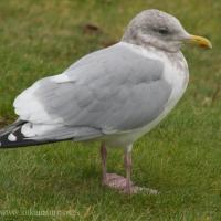 Thayer's Gull (Larus  thayeri)