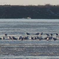 Gulls on Ice