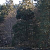 Odd Spruce Tree Growth