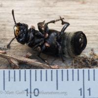 Hairy Rove Beetle (Creophilus maxillosus)