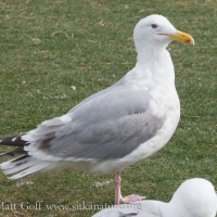 Glaucous-winged X Herring Gull Hybrid?