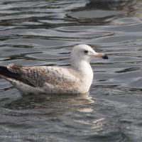 Immature Gull (Larus sp)