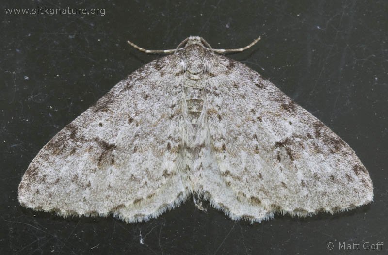 Pearsall's Carpet Moth (Venusia pearsalli)
