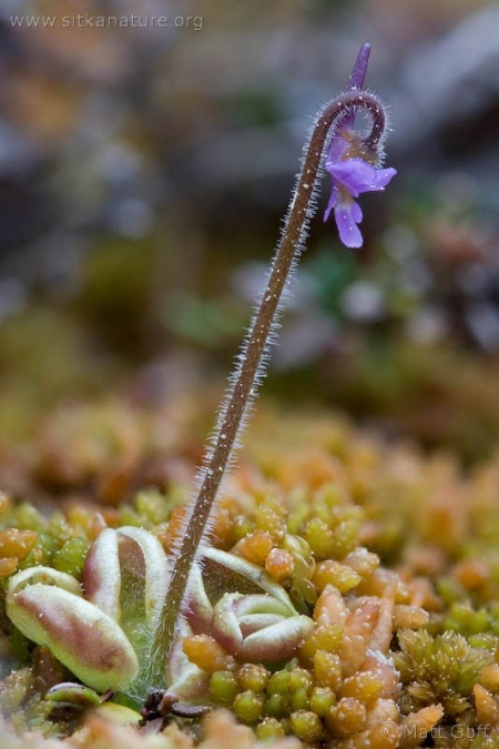 Hairy Butterwort (Pinguicula villosa)