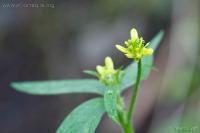 Little Buttercup (Ranunculus uncinatus)