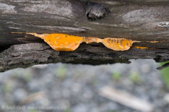 Orange Felt Fungus