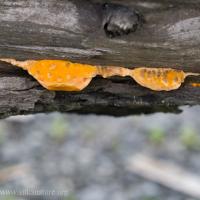 Orange Felt Fungus