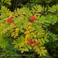 Sitka Mt. Ash (Sorbus sitchensis) with Fruit