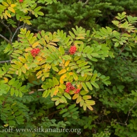 Sitka Mt. Ash (Sorbus sitchensis) with Fruit