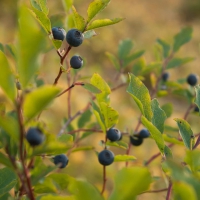 Blueberries (Vaccinium ovalifolium)
