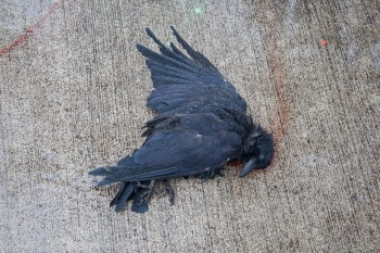 Crows Responding to Death