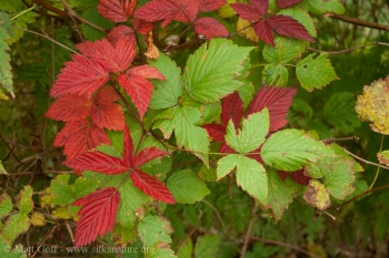 Fall Color - Red Leaves on Salmonberry