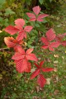 Fall Color - Red Leaves on Salmonberry
