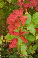 Fall Color - Red Leaves on Salmonberry