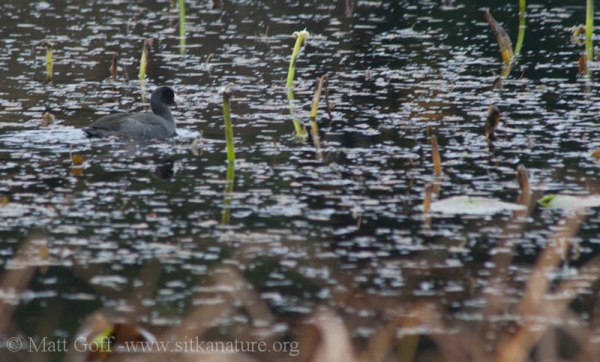 American Coot (Fulica americana)