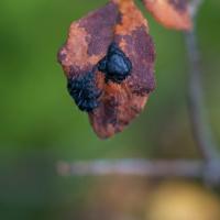Tar Spot Fungus (Rhytisma arbuti) on False Azalea (Menziesia ferruginea)