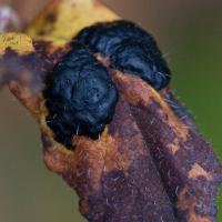Tar Spot Fungus (Rhytisma arbuti) on False Azalea (Menziesia ferruginea)