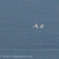 Humpback Whale Spouts