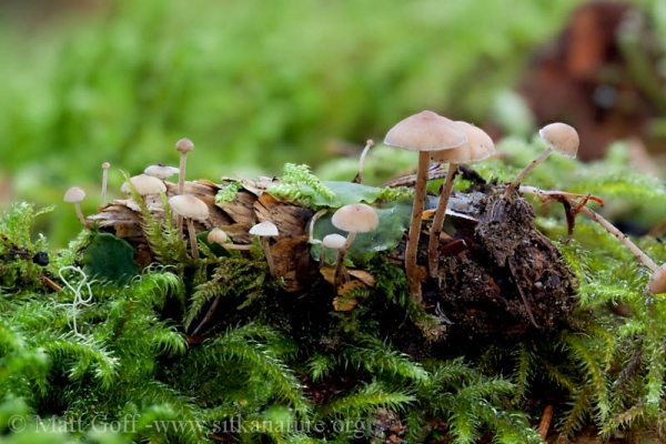 Spruce Cone Mushroom (Baeospora myosura)