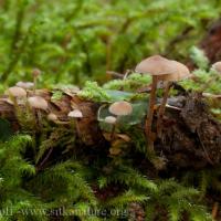 Spruce Cone Mushroom (Baeospora myosura)