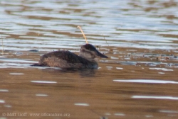 Ruddy Duck (Oxyura jamaicensis)