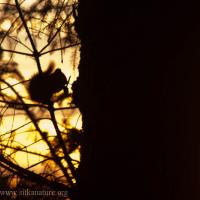 Red Squirrel at Sunset