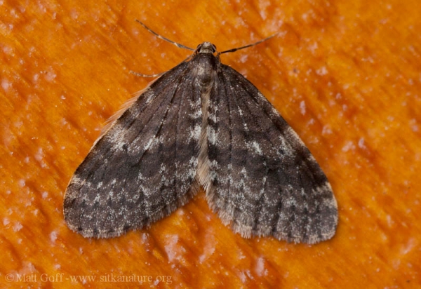Winter Moth (Operophtera bruceata)
