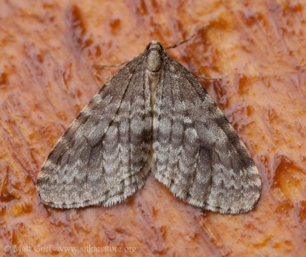 Winter Moth (Operophtera bruceata)