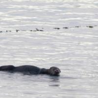Sea Otter (Enhydra luris)