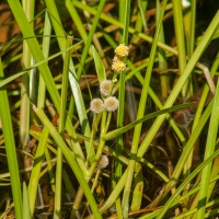 Blooming Northern Burreed (Sparganium hyperboreum)