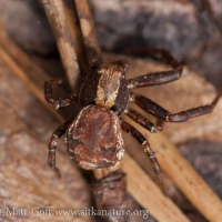 Spider (Xysticus sp)