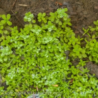 Spring Water-starwort (Callitriche palustris)