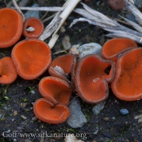 Scarlet Elf Cup (Scutellinia umbrorum)