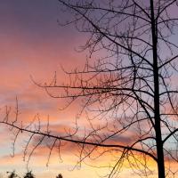 Sunset Tree Silhouette