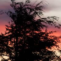 Sunset Tree Silhouette