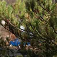 Golden-crowned Kinglet on Shore Pine