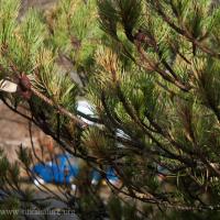 Golden-crowned Kinglet on Shore Pine
