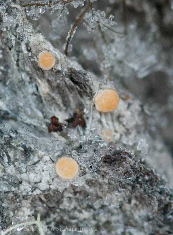 Lichen on Pine Bark