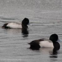 Greater and Lesser Scaups