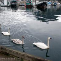 Trumpeter Swans at Crescent Harbor