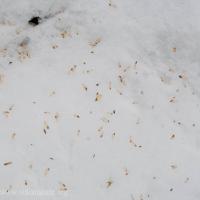 Western Hemlock (Tsuga heterophylla) Seeds on Snow