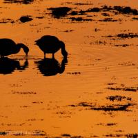 Canada Geese Feeding at Sunset
