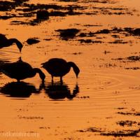 Canada Geese Feeding at Sunset
