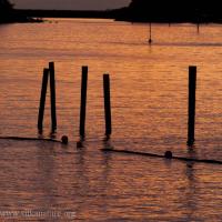 Pilings and Sunset Reflection